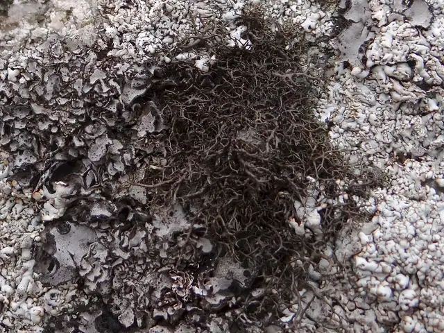 Cienik kędzierzawy (Pseudephebe pubescens)