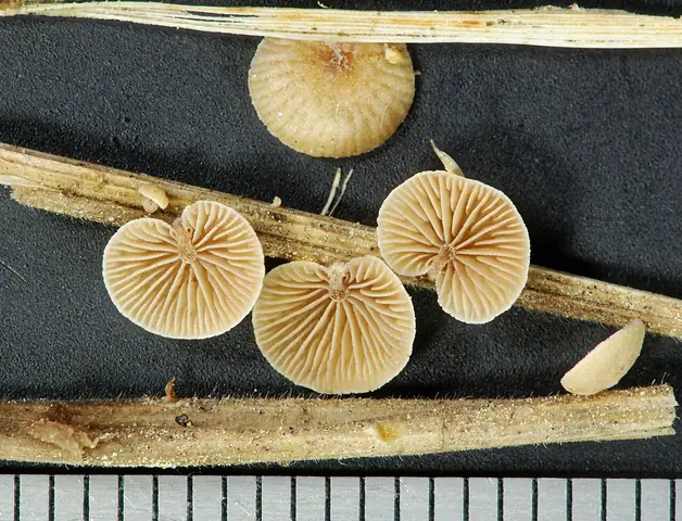 Ciżmóweczka trawowa (Melanotus phillipsii)