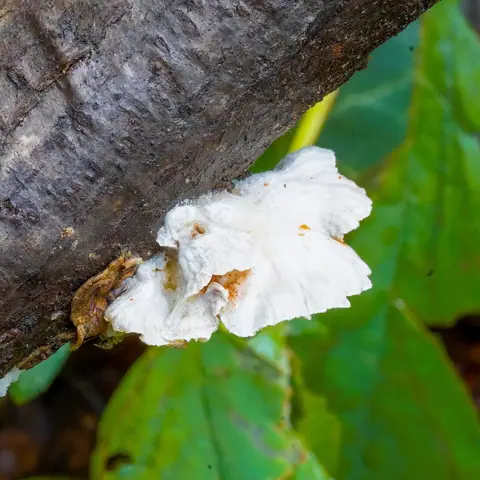 Ciżmówka ciemnoblaszkowa (Crepidotus cesatii)