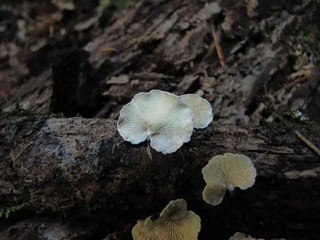 Ciżmówka mchowa (Crepidotus epibryus)
