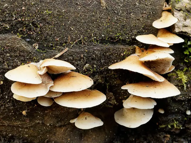 Ciżmówka miękka (Crepidotus mollis)