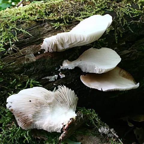 Ciżmówka płaska (Crepidotus applanatus)