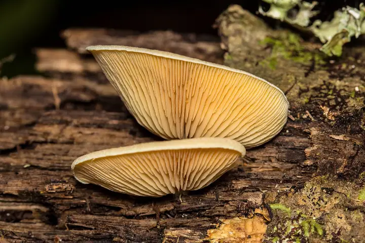 Ciżmówka szafranowa (Crepidotus crocophyllus)