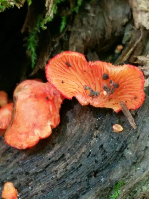 Ciżmówka szkarłatna (Crepidotus cinnabarinus)