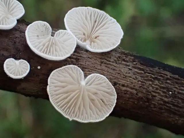Ciżmówka szorstkozarodnikowa (Crepidotus subverrucisporus)