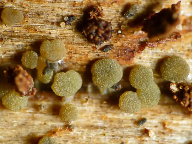 Claussenomyces prasinulus