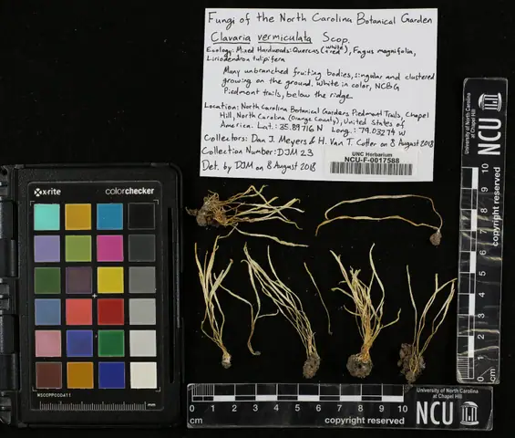 Clavaria vermiculata