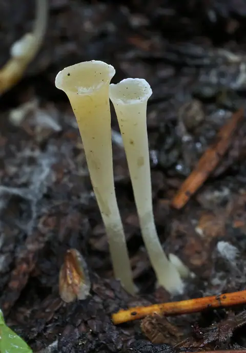 Clavicorona (Clavicorona taxophila)