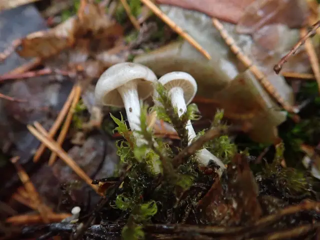 Clitocybe augeana