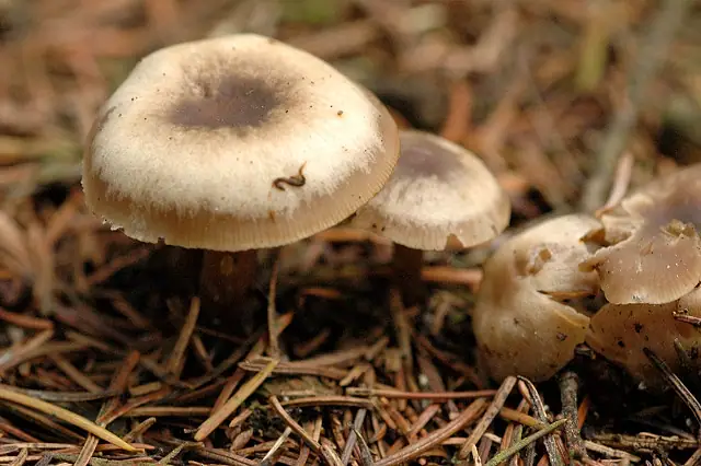 Clitocybe fuligineipes