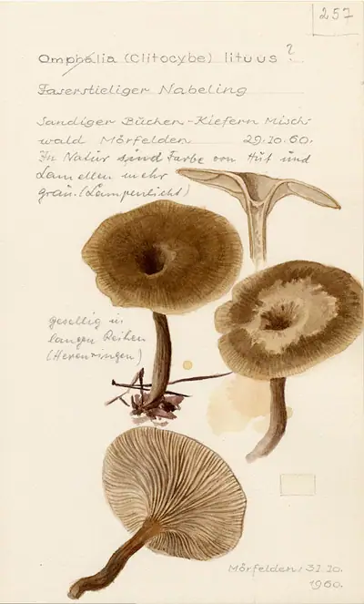 Clitocybe lituus
