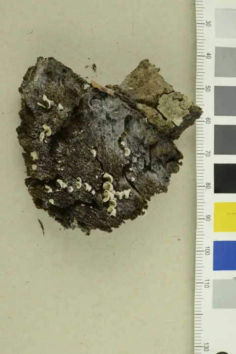 Clitopilus daamsii