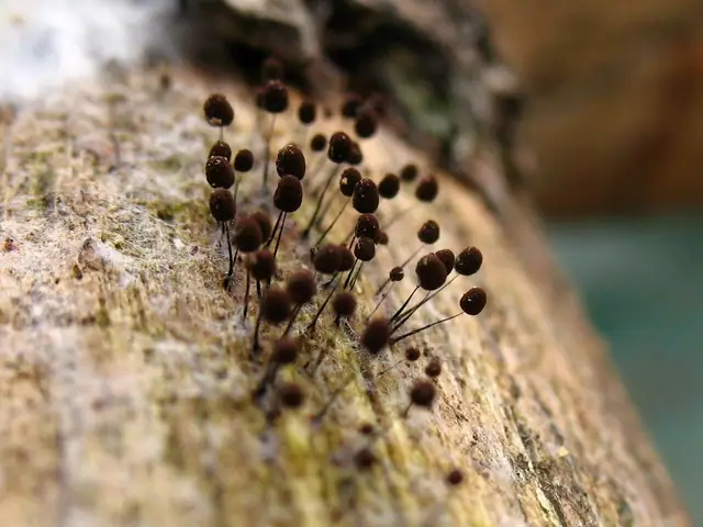 Comatricha spp.