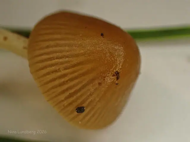 Conocybe vexans