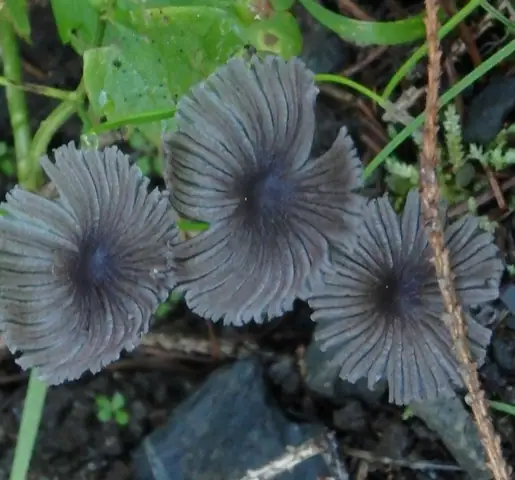 Coprinellus plagioporus