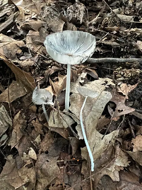 Coprinopsis pachyderma