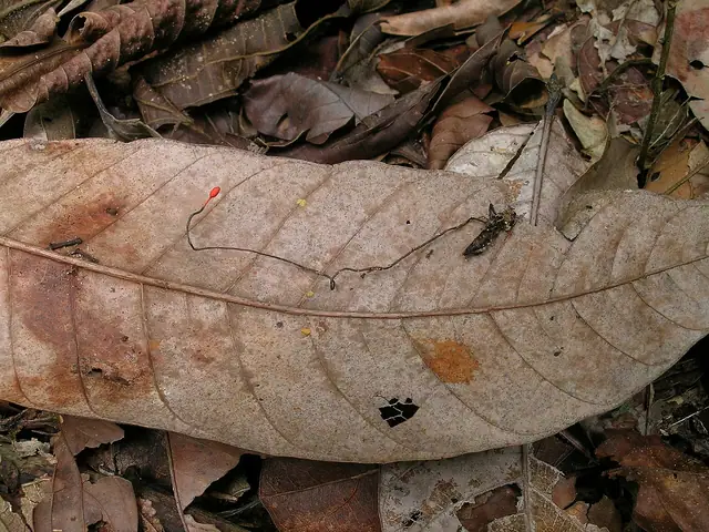 Cordyceps australis