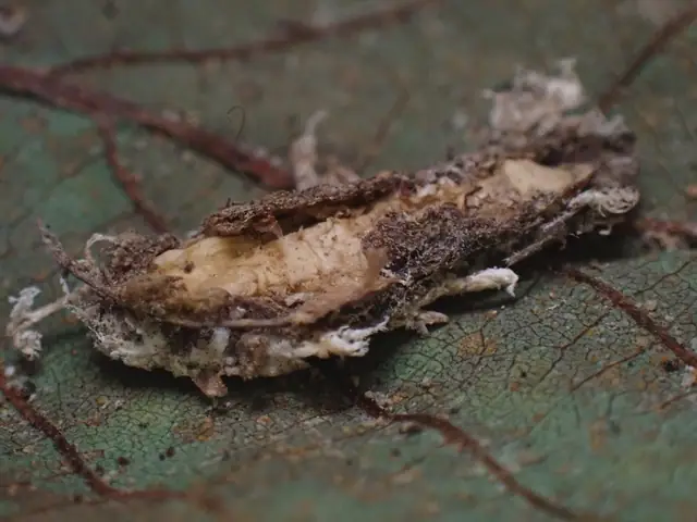 Cordyceps bifusispora