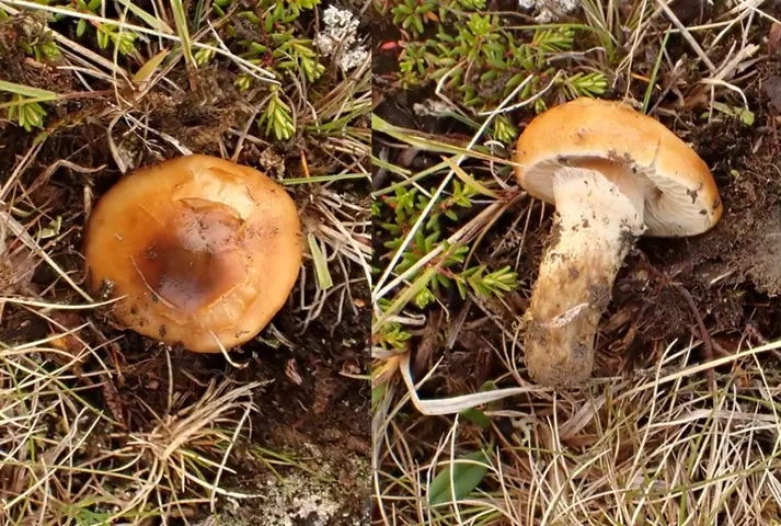 Cortinarius alpinus