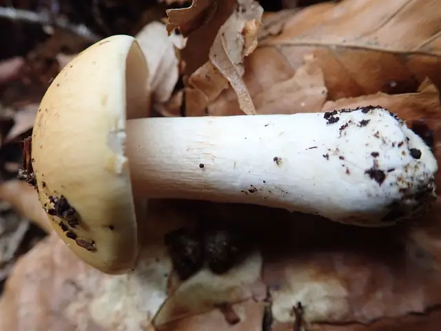 Cortinarius emollitus