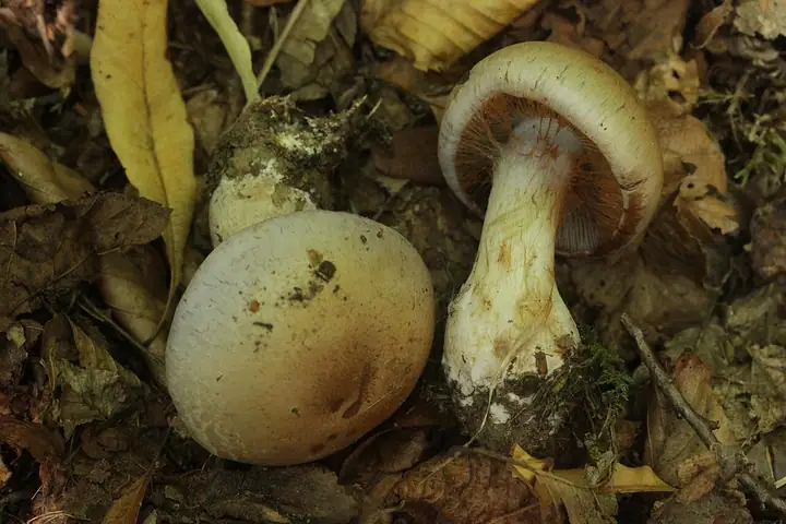 Cortinarius largus