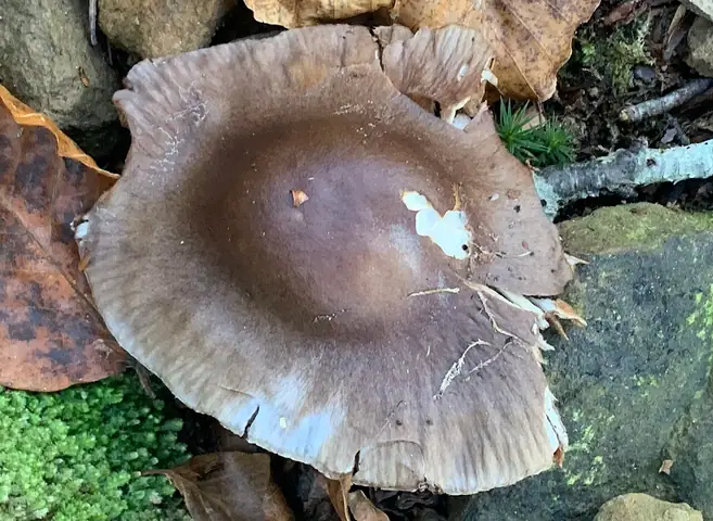 Cortinarius livido-ochraceus