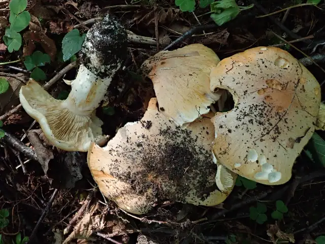 Cortinarius populinus
