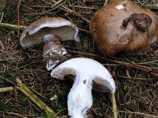 Cortinarius variicolor