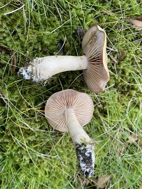 Cortinarius xanthocephalus