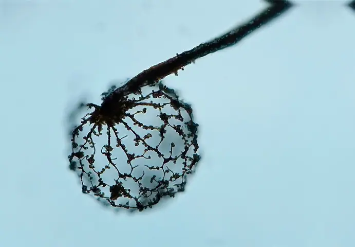 Cribraria spp.
