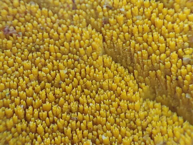 Crustodontia chrysocreas