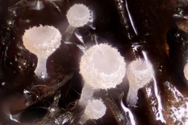 Cyathicula (Cyathicula amenti)