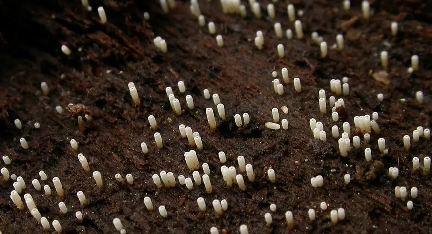 Cylindrowiec białawy (Henningsomyces candidus)