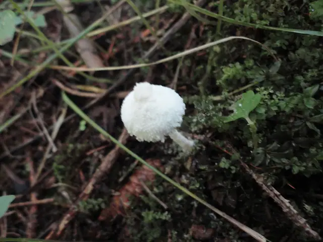 Cystolepiota sistrata