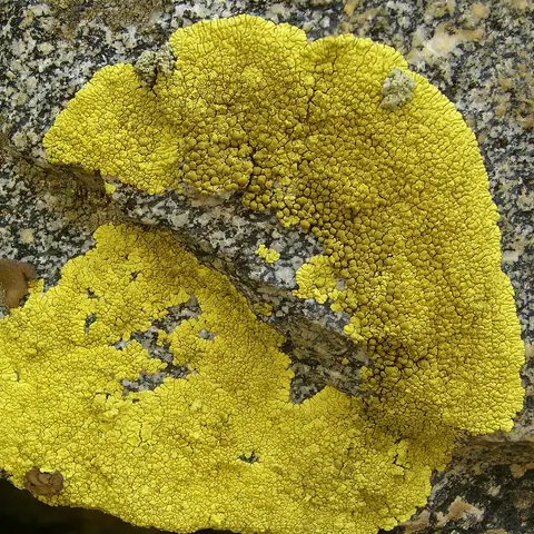 Cytrynik jaskrawy (Pleopsidium flavum)