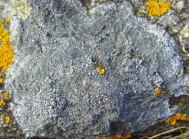 Czajenka niebieskoszara (Circinaria caesiocinerea)