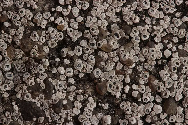Czajenka rozproszona (Circinaria contorta)