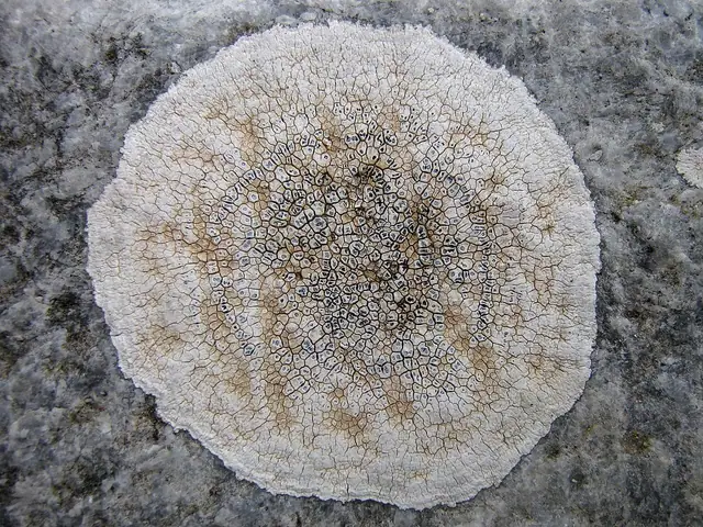 Czajenka wapieniowa (Circinaria calcarea)