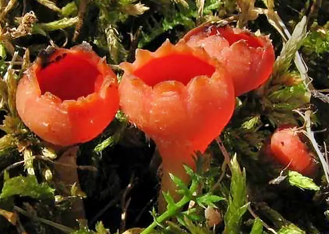 Czareczka długotrzonkowa (Microstoma protractum)