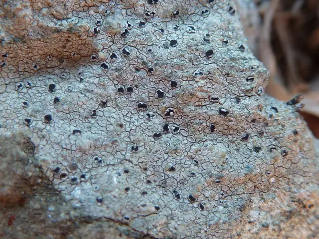 Czarenka skupiona (Trapelia coarctata)