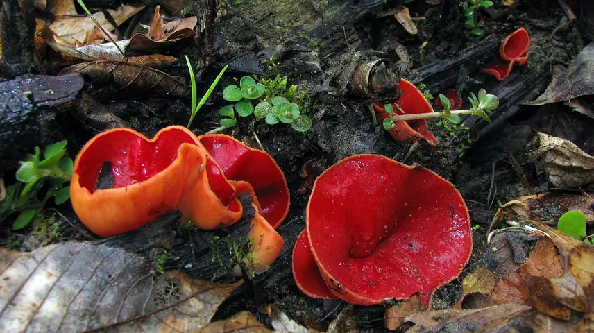 Czarka austriacka odmiana żółta (Sarcoscypha austriaca var. lutea)