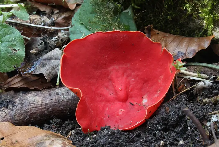 Czarka jurajska (Sarcoscypha jurana)