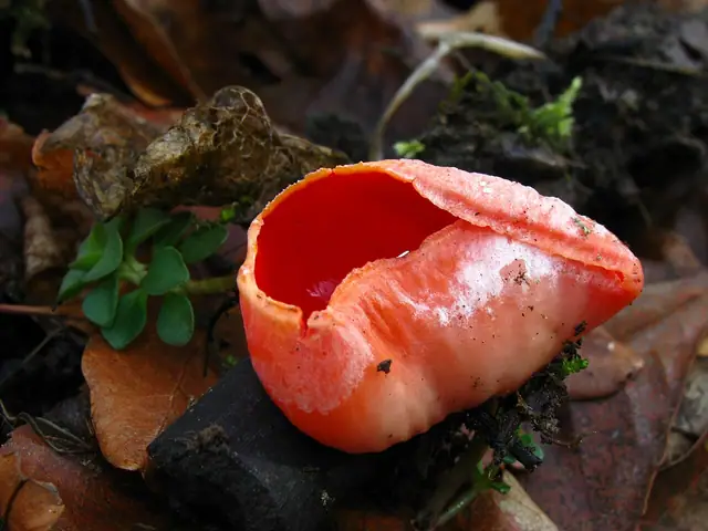 Czarka lipolubna (Sarcoscypha dudleyi)