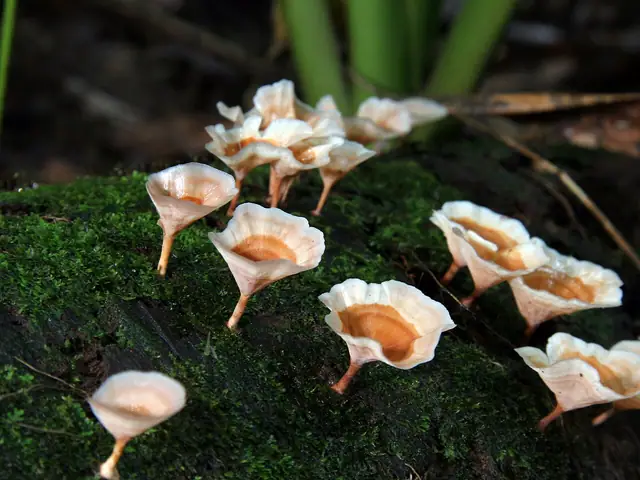 Czarkówka kędzierzawa (Cotylidia undulata)