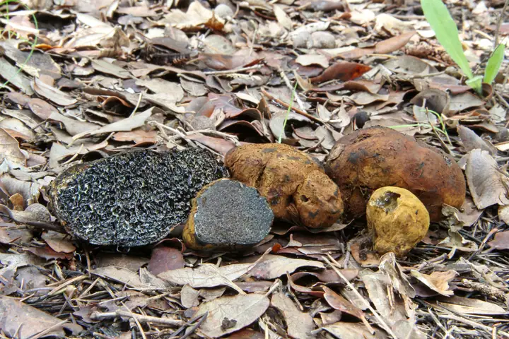 Czarnobrzuszek drobnozarodnikowy (Melanogaster broomeanus)