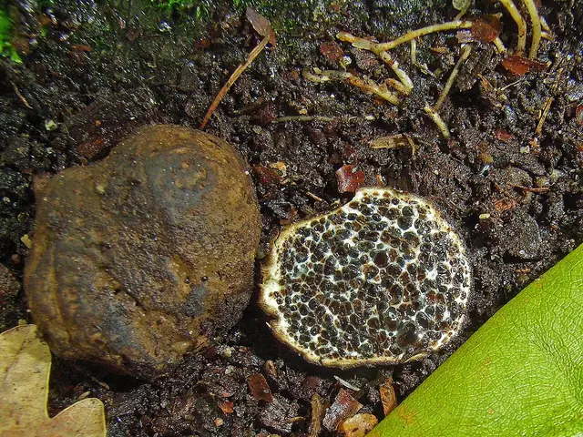 Czarnobrzuszek filcowaty (Melanogaster ambiguus)