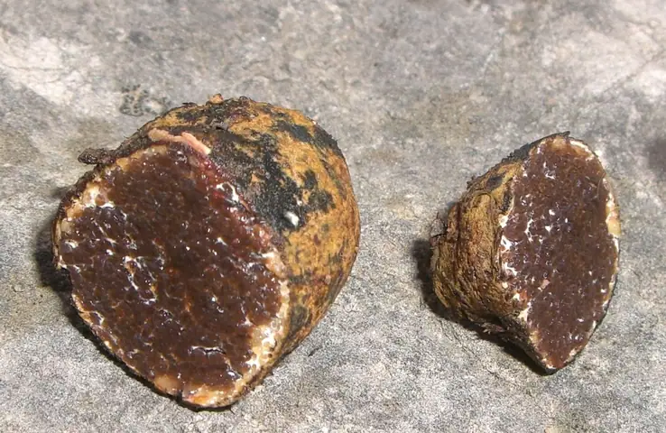 Czarnobrzuszek połyskliwy (Melanogaster variegatus)