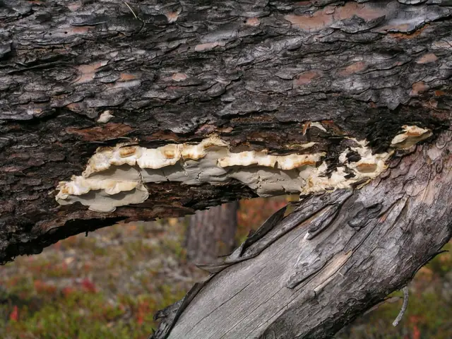 Czarnoporek wrośniakowaty (Dichomitus squalens)