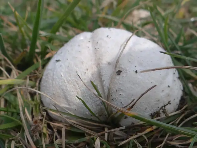 Czasznica biała (Calvatia candida)