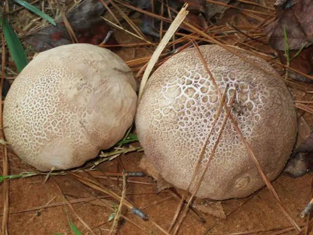 Czasznica miskowata (Calvatia cyathiformis)
